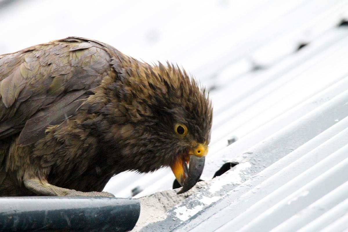 Kea (Nestor notabilis)